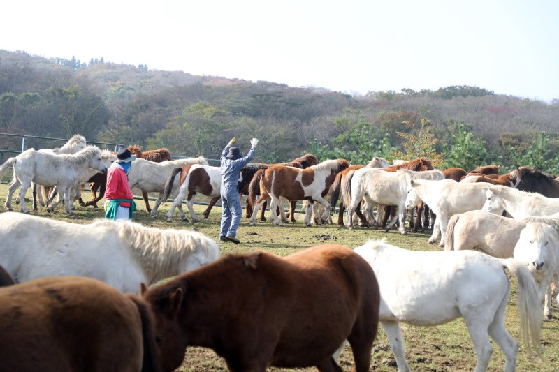 6일 오전 산간도로인 바카라 룰시 5·16도로변 마 방목지에서 '말테우리'들이 소리를 치거나 손뼉을 치며 천연기념물인 '제주마'를 몰고 있다. 2025.11.6/바카라 룰1 ⓒ News1 고동명 기자