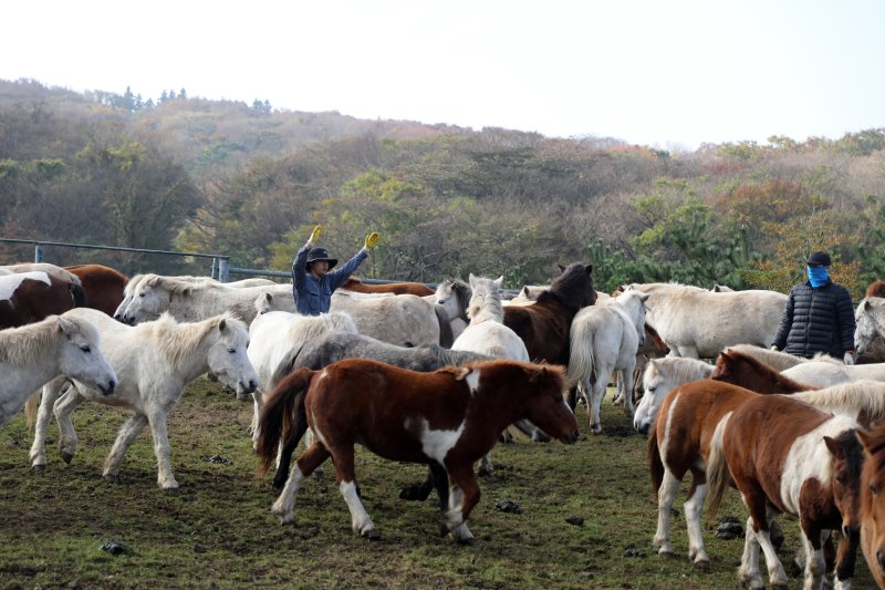 6일 오전 산간도로인 바카라 룰시 5·16도로변 마 방목지에서 '말테우리'들이 소리를 치거나 손뼉을 치며 천연기념물인 '제주마'를 몰고 있다. 2025.11.6/바카라 룰1 ⓒ News1 고동명 기자