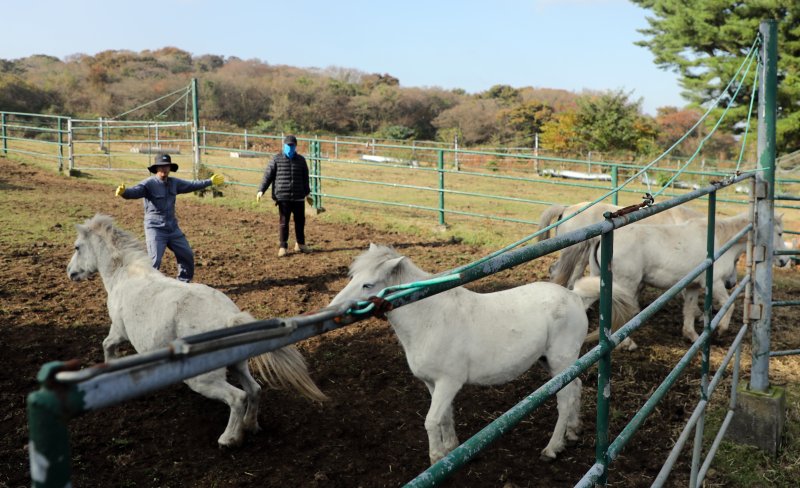 6일 오전 산간도로인 바카라 룰시 5·16도로변 마 방목지에서 '말테우리'들이 소리를 치거나 손뼉을 치며 천연기념물인 '제주마'를 몰고 있다. 2025.11.6/바카라 룰1 ⓒ News1 고동명 기자
