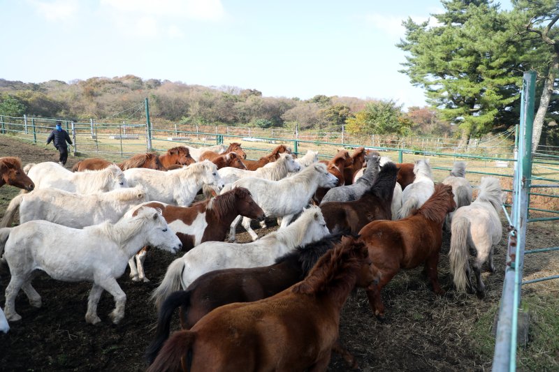 6일 오전 산간도로인 바카라 룰시 5·16도로변 마 방목지에서 '말테우리'들이 소리를 치거나 손뼉을 치며 천연기념물인 '제주마'를 몰고 있다. 제주축산연구원은 해마다 봄에는 이곳에서, 겨울철에는 해발 고도가 낮은 방목지로 옮겨 관리하고 있다. 2025.11.6/바카라 룰1 ⓒ News1 고동명 기자