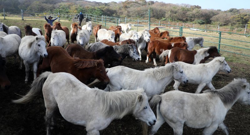 6일 오전 산간도로인 바카라 룰시 5·16도로변 마 방목지에서 '말테우리'들이 소리를 치거나 손뼉을 치며 천연기념물인 '제주마'를 몰고 있다. 2025.11.6/바카라 룰1 ⓒ News1 고동명 기자
