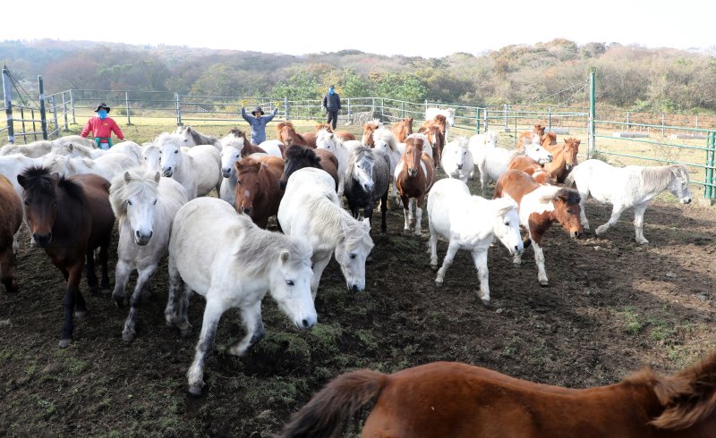 6일 오전 산간도로인 바카라 룰시 5·16도로변 마 방목지에서 '말테우리'들이 소리를 치거나 손뼉을 치며 천연기념물인 '제주마'를 몰고 있다. 2025.11.6/바카라 룰1 ⓒ News1 고동명 기자