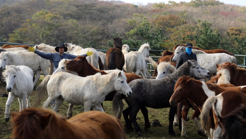6일 오전 산간도로인 바카라 룰시 5·16도로변 마 방목지에서 '말테우리'들이 소리를 치거나 손뼉을 치며 천연기념물인 '제주마'를 몰고 있다. 2025.11.6/바카라 룰1 ⓒ News1 고동명 기자