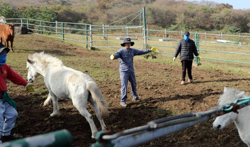 6일 오전 산간도로인 바카라 룰시 5·16도로변 마 방목지에서 '말테우리'들이 소리를 치거나 손뼉을 치며 천연기념물인 '제주마'를 몰고 있다. 2025.11.6/바카라 룰1 ⓒ News1 고동명 기자