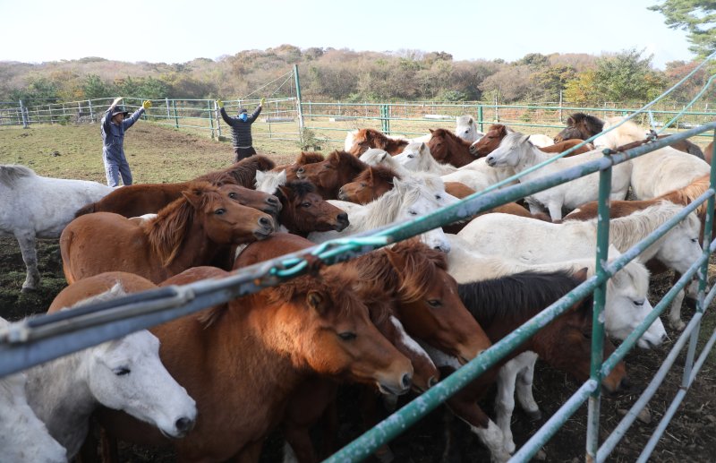6일 오전 산간도로인 바카라 룰시 5·16도로변 마 방목지에서 '말테우리'들이 소리를 치거나 손뼉을 치며 천연기념물인 '제주마'를 몰고 있다. 2025.11.6/바카라 룰1 ⓒ News1 고동명 기자
