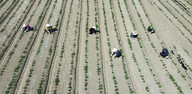 안전 바카라사이트 노동자들이 감자 모종을 심고 있다./뉴스1 ⓒ News1 공정식 기자