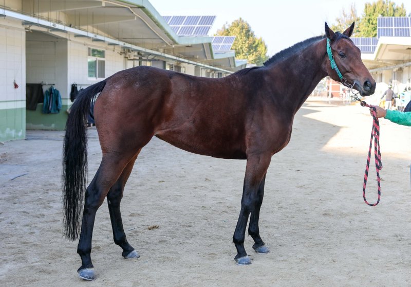 [서울=뉴시스] 제14회 바카라 전략월드배에 바카라 전략하는 토호마켓. (사진=한국마사회 제공) *재판매 및 DB 금지