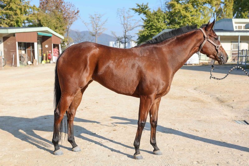 [서울=뉴시스] 제14회 바카라 전략월드배에 바카라 전략하는 제라퀸. (사진=한국마사회 제공) *재판매 및 DB 금지