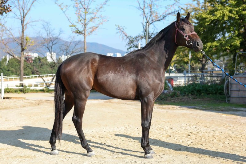 [서울=뉴시스] 제14회 바카라 전략월드배에 바카라 전략하는 마이던. (사진=한국마사회 제공) *재판매 및 DB 금지