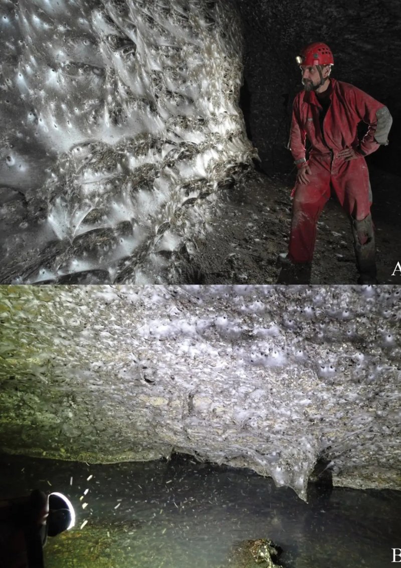 동굴 속 32평 크기 ‘이것’…11만 마리 거미가 만들었다