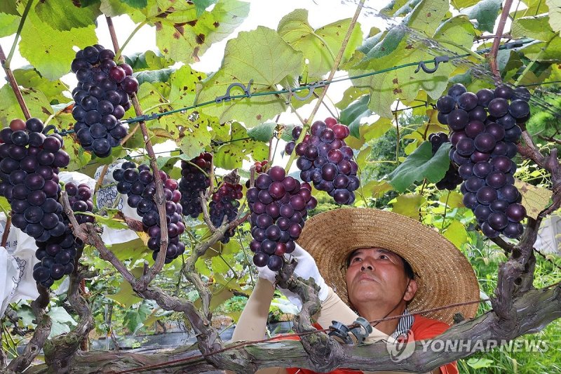익어가는 포도 (출처=연합뉴스)