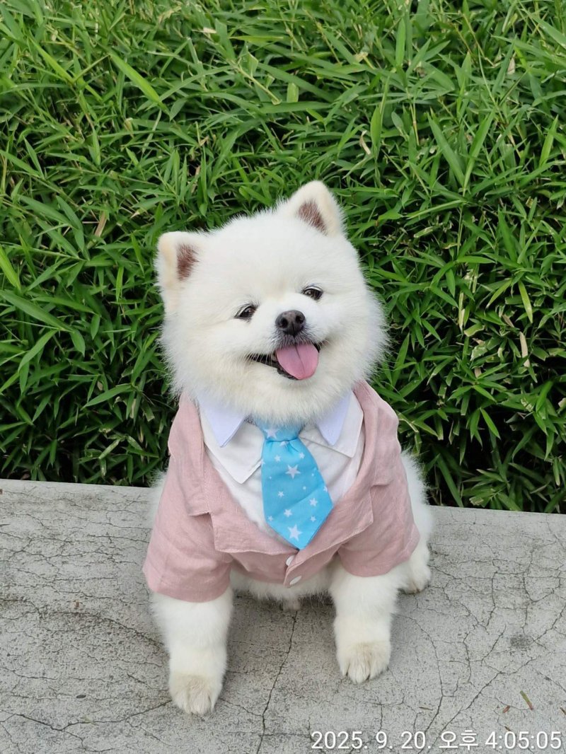 반려견 부문 우수상 ‘펫셔니스타, 오늘도 출근합니다’(박선아 작)