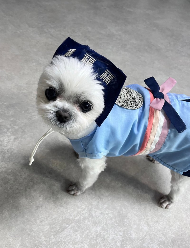 반려견 부문 우수상 ‘간식 받으러 새배하러 가는 콩이’(최수진 작)