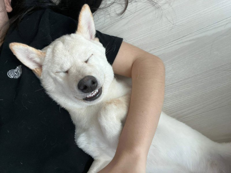 반려견 부문 우수상 ‘시바 자니까 건들지마’(전호성 작)