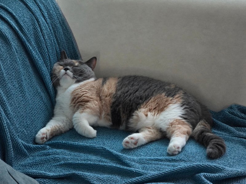 반려묘 부문 우수상 ‘잠이 보약이다’(황선경 작)