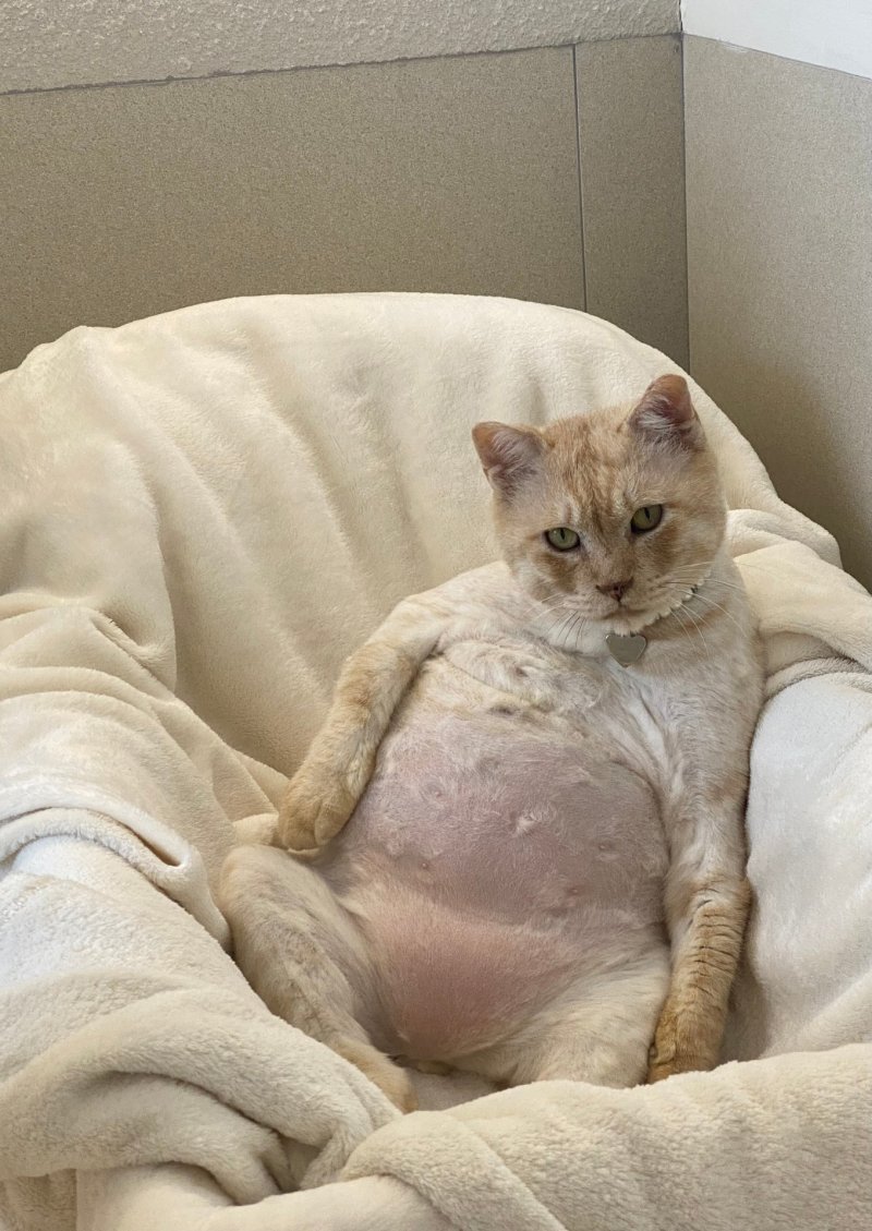 반려묘 부문 우수상 ‘크림색 호랑이’(이미애 작)