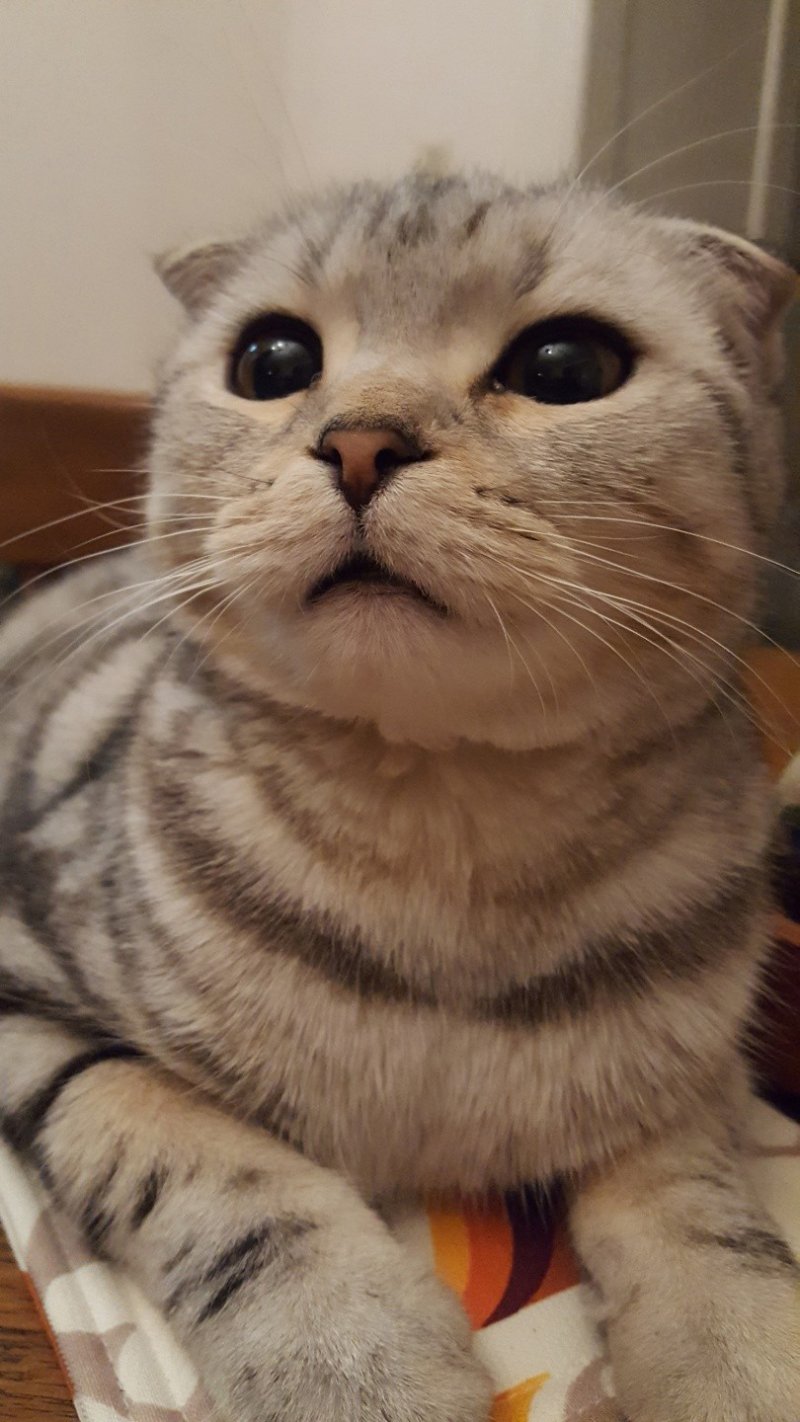 반려묘 부문 우수상 ‘동순’(박은진 작)