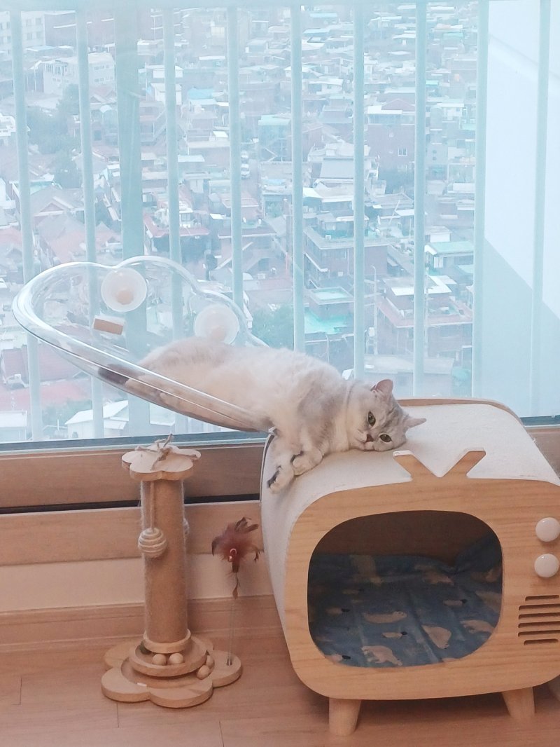 반려묘 부문 우수상 ‘올 무더위에 녹아 내린다’(황성미 작)