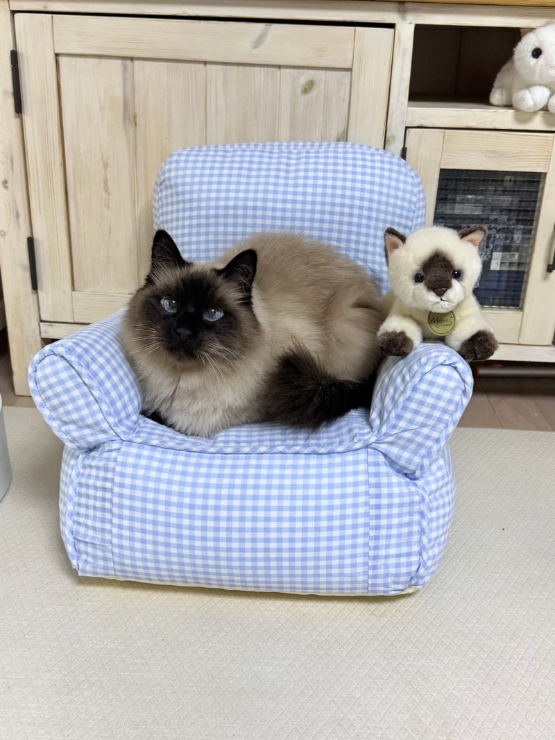 반려묘 부문 대상 ‘1인 1쇼파’(전혜진 작) *재판매 및 DB 금지