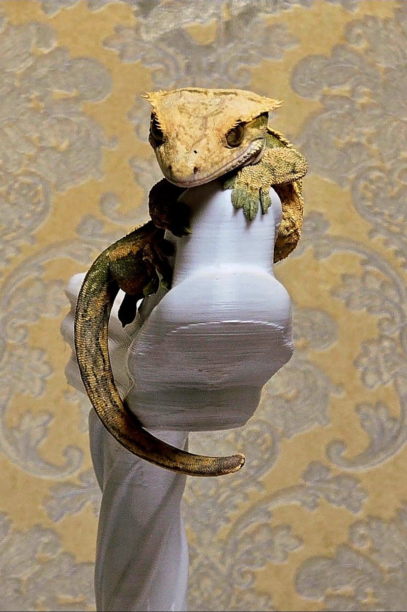 기타 부문 대상 ‘크레스티드게코 쥬 증명사진’(이혜령 작) *재판매 및 DB 금지