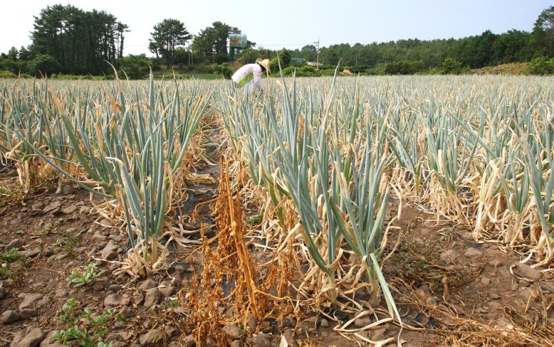 [극한기후 제주] ③ 비 많은 곳이지만 가뭄도 종종…지진 안전지대도 아냐 - 파이낸셜뉴스