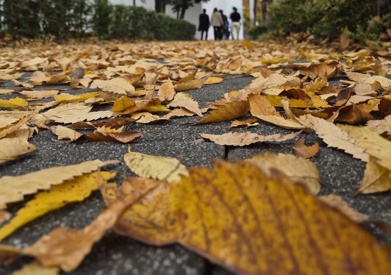 완연한 가을 날씨를 보인 9일 해시 게임 바카라 전주시 천서로에서 시민들이 낙엽을 밟으며 발걸음을 옮기고 있다. 2025.11.9/해시 게임 바카라1 ⓒ News1 유경석 기자