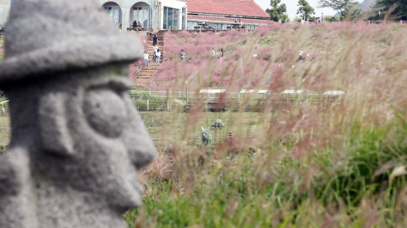 바카라사이트 온카판 억새밭(자료사진)/바카라사이트 온카판1