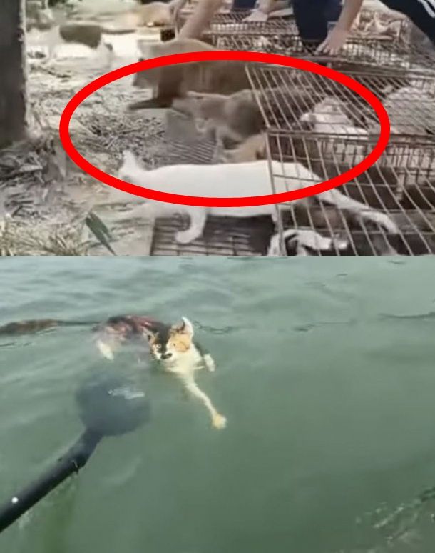 저수지에 빠진 1100마리 고양이, 무슨 일인지 알고보니..