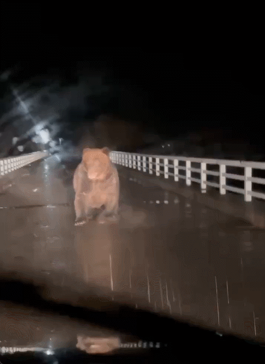 야간 주행 중에 야생 곰 습격 받아, 영상 보니 '아찔'