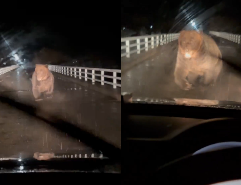 야간 주행 중에 야생 곰 습격 받아, 영상 보니 '아찔'
