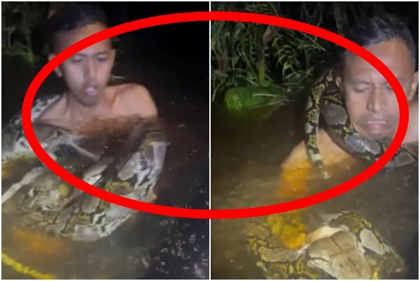 6m 비단뱀에 목 감겨 물속으로 끌려 들어간 男