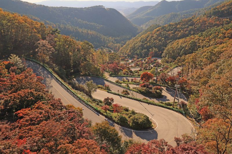 말티재는 충북 보은군 장재리와 속리산면 갈목리를 연결하는 해발 약 430 m 지점의 고갯길로, 열두 굽이로 대표되는 와인딩 도로가 특징이다. 가을의 단풍이 도로와 숲을 붉게 물들이며, 드라이브와 산책 모두에 적합한 경관을 제공한다. 사진=서동일 기자