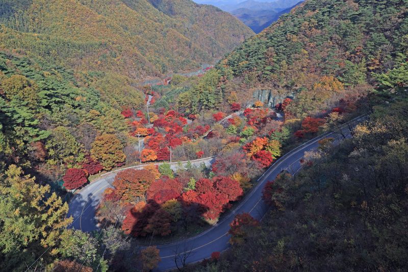 보발재는 충북 단양군 가곡면 보발리와 영춘면 백자리를 잇는 고갯길로, 해발 약 540 m 지점에서 약 3 km에 걸쳐 붉은 단풍길이 완성된다. 굽이굽이 도로 위로 단풍이 터널처럼 펼쳐져, 가을 드라이브 명소로 꼽힌다.