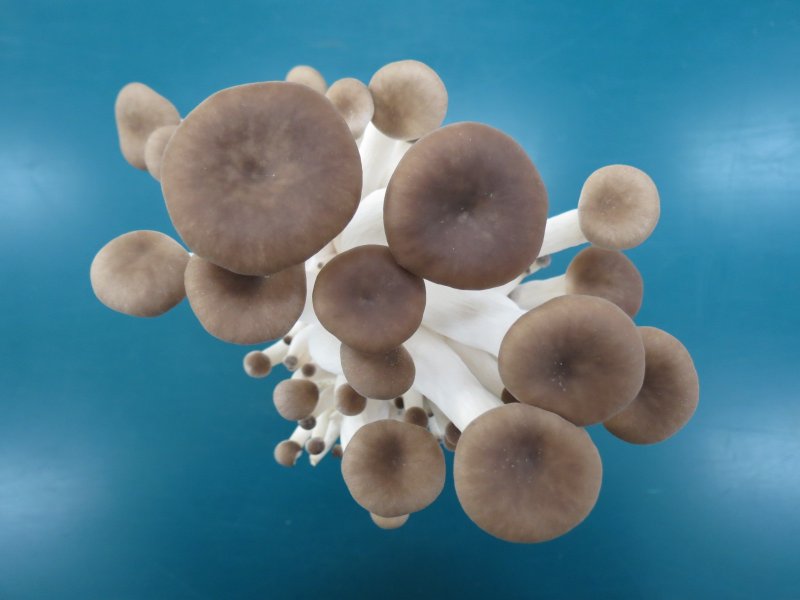 큰느타리(새송이)버섯과 느타리버섯을 융합해 만들어진 새로운 버섯 품종 ‘새느' 갓 모습. 뉴시스