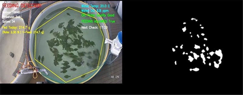 바카라사이트 카지노버프 김여름 박사팀, 영상 기반 먹이 반응 분석을 활용한 사료 급이 알고리즘(바카라사이트 카지노버프 제공. 재판매 및 DB금지) /바카라사이트 카지노버프1