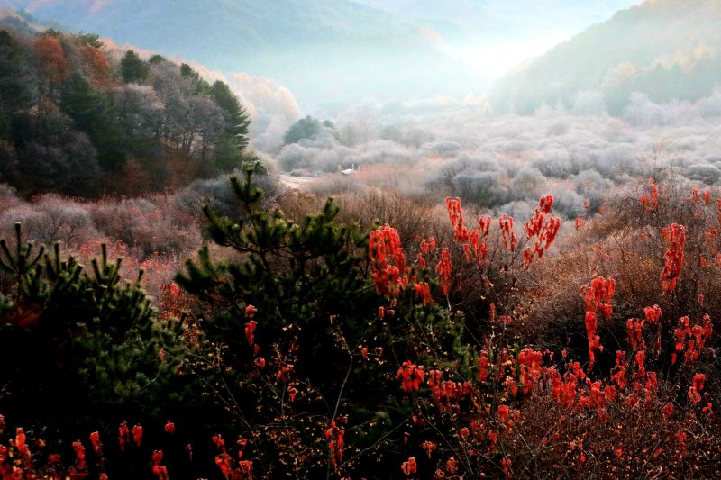 12일 오전 토토 바카라 인제군 남면 갑둔리에 위치한 '비밀의 정원' 일원에 서리가 내려 아름다운 가을 풍경을 자아내고 있다.(인제군 제공. 재판매 및 DB금지)/토토 바카라1 2025.11.12/토토 바카라1 ⓒ News1 이종재 기자