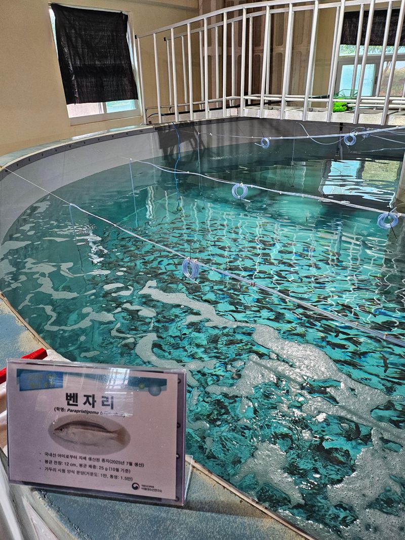 국립수산과학원 아열대수산연구소 양식중인 벤자리의 모습. 사진=이유범 기자