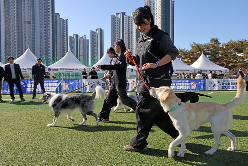 14일 인천 영종도 하늘체육공원에서 열린 관세청장배 탐지견 경진대회에 참가한 탐지견과 학생핸들러들이 대회 시작에 앞서 연습하고 있다. 사진=박범준 기자