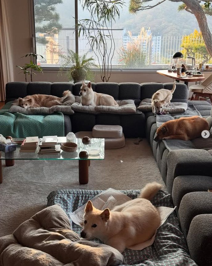 이효리♥이상순, 아늑한 60억 단독주택 내부…반려견들과 평온한 일상