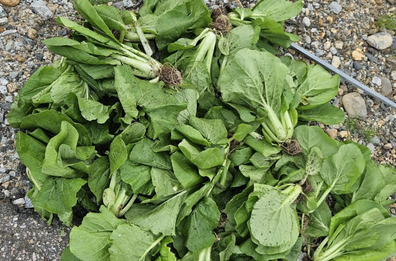 "배추 심었는데 엉뚱한…" 괴산 농가에 무슨 일이