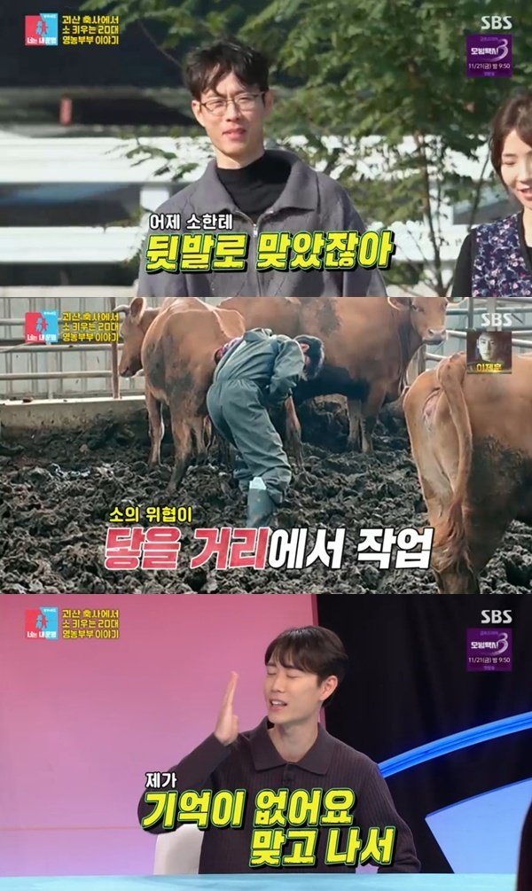 '영농부부' 신승재 소 뒷발에 맞고 1미터 날아가