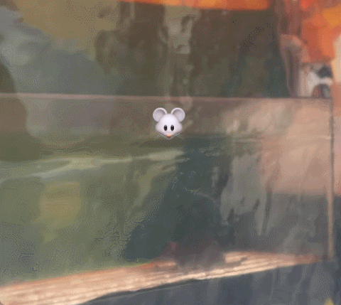 /사진=인스타그램 @ra_ung 갈무리