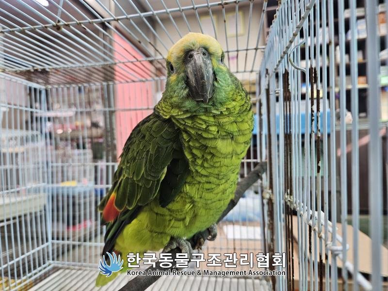 카페서 손님 커피 훔쳐 마시던 앵무새, 잡고보니...반전