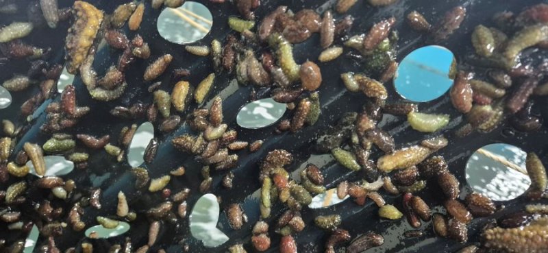 [춘천=뉴시스] 18일 강원특별자치도(도지사 김진태)는 이날부터 21일까지 속초 내물치, 고성 초도, 양양 광진 등 동해안 3개 시군 마을해역에 해삼 15만 마리를 무상 바카라사이트 쿠폰한다 고 밝혔다. 강워특별자치도 제공. *재판매 및 DB 금지