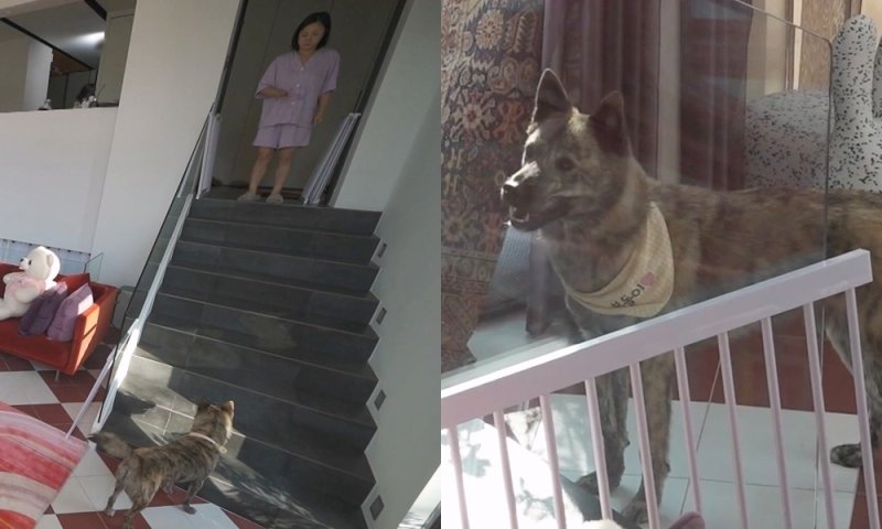 박나래, 할아버지 키우던 '복돌이'와 동거 시작…'이태원 꽃 강아지' 변신