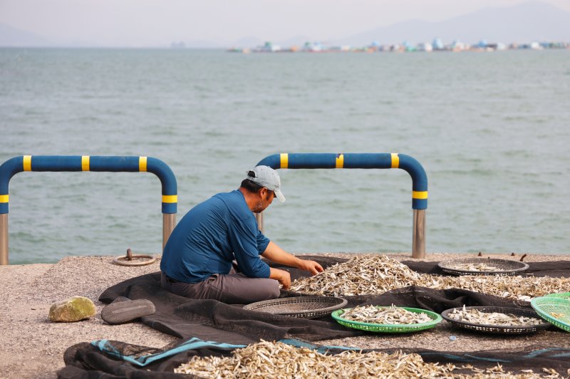 남해 현지 주민이 갯바람에 멸치를 자연 건조시키고 있다.