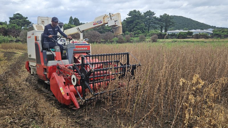 [제주=뉴시스] 사진은 참깨 신품종 '하니올' 실증 재배 모습. (사진=제주도 제공) 2025.05.07. photo@newsis.com *재판매 및 DB 금지