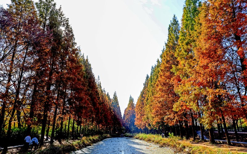 [경주=뉴시스] 이무열 기자 = 16일 경북 경주시 경북천년숲정원 메타세쿼이아 숲이 붉게 물들어 늦가을의 정취를 더하고 있다. 2025.11.16. lmy@newsis.com