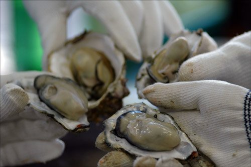 [통영=뉴시스]최운용 기자 = 2012년 10월5일 경남 통영시 용남면 한 굴까기 공장에서 작업자들이 생굴을 보여주고 있다. 사진은 본 기사와 직접적 관련 없음. yong4758@newsis.com /사진=뉴시스