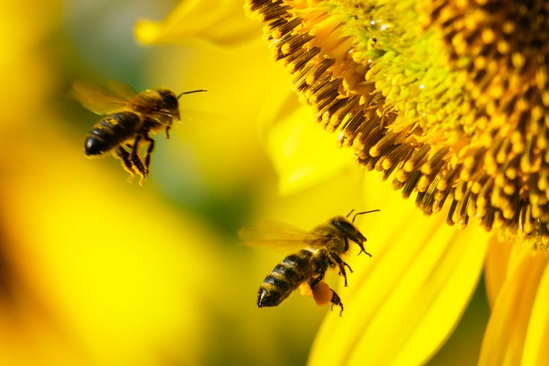 벌에 쏘여 약 복용한 50대 운전자, 갑자기 다른 차량을... 끔찍